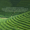 Green Tea Toner 100ml Moisturizing Lotion Skin Care Products Fenyi