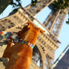 Collar With A Metal Buckle - Pixels