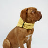 Inko Neck Warmer - Gold 