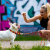 Martingale Collar - Red Graffiti