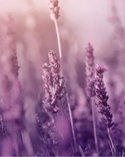 Natural Body Care Gift Set “Enchanting Lavender”